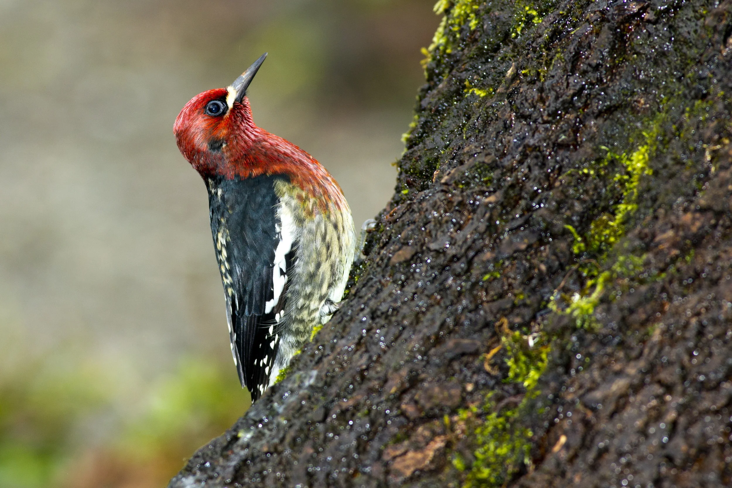 Photograph of Red-Breasted Sapsucker by Janine Schutt