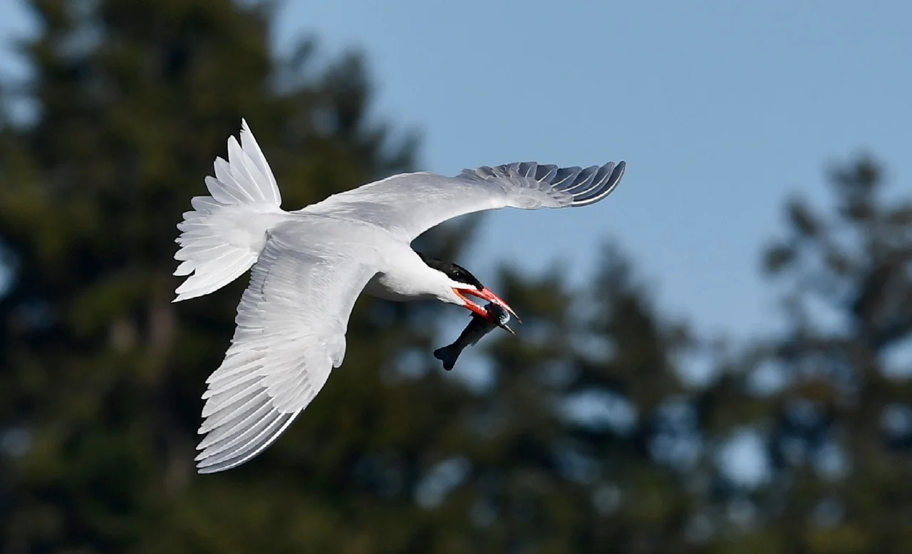 Caspian Tern photograph provided by Faith Halko