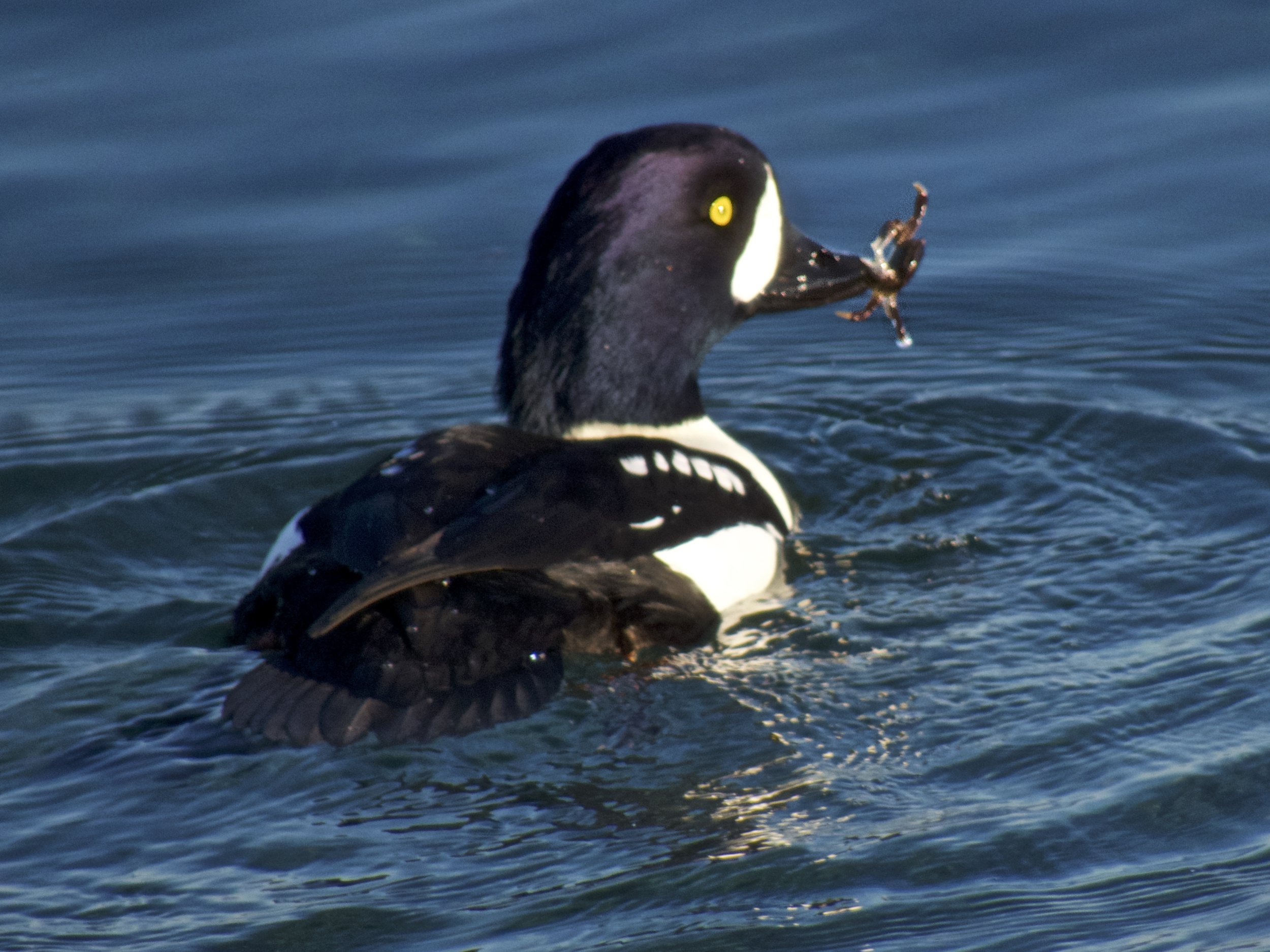 IMG_0161 - Version 3 Barrows Goldeneye male with crab at Boathaven - Don Willott.jpg