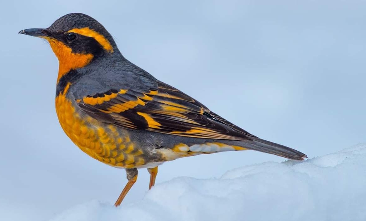 Varied%2BThrush.jpg