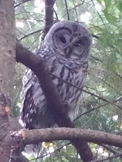 Barred Owl provided by Don Weissinger