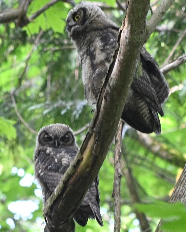 Field Trip: Owl Prowl with Jamie Acker