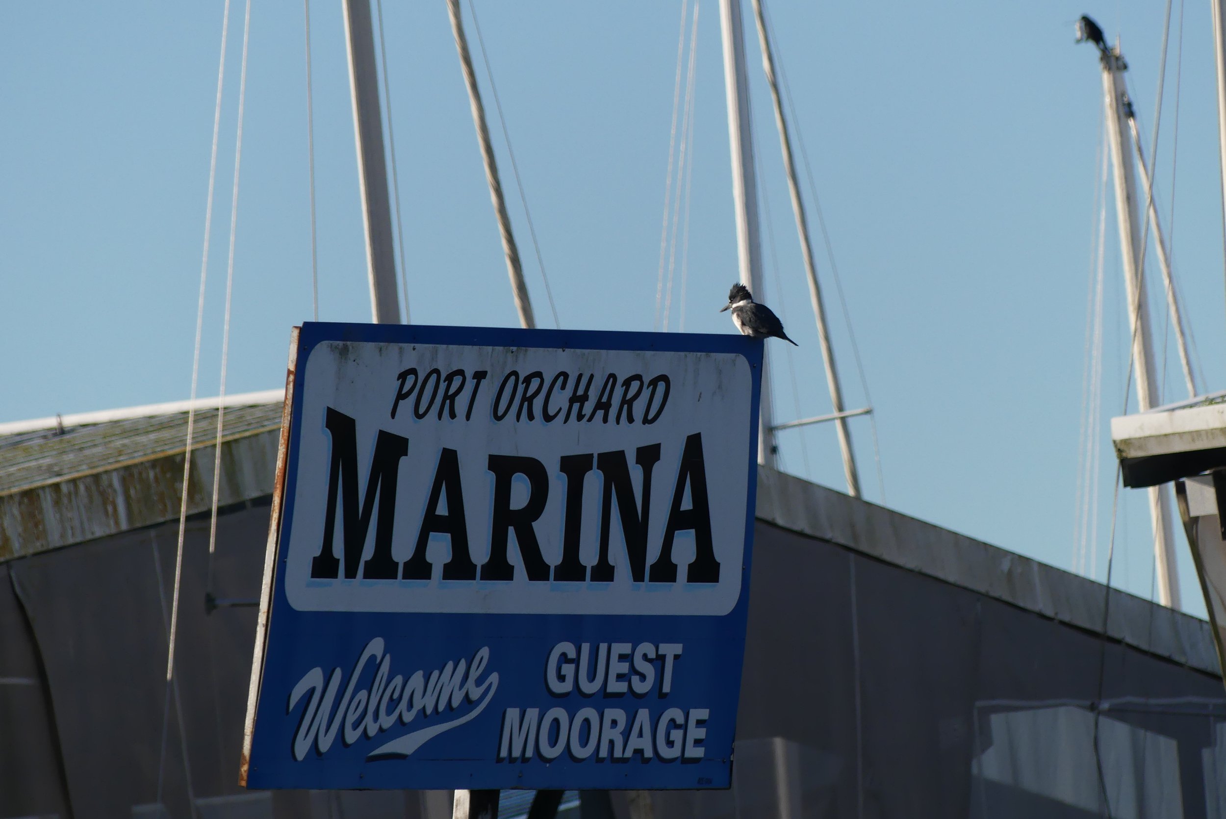 Sunlit Winter Birding at Port Orchard