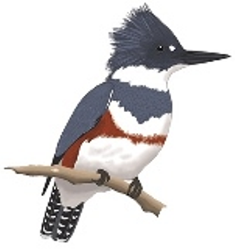 Kitsap Audubon General Monthly Meeting - May