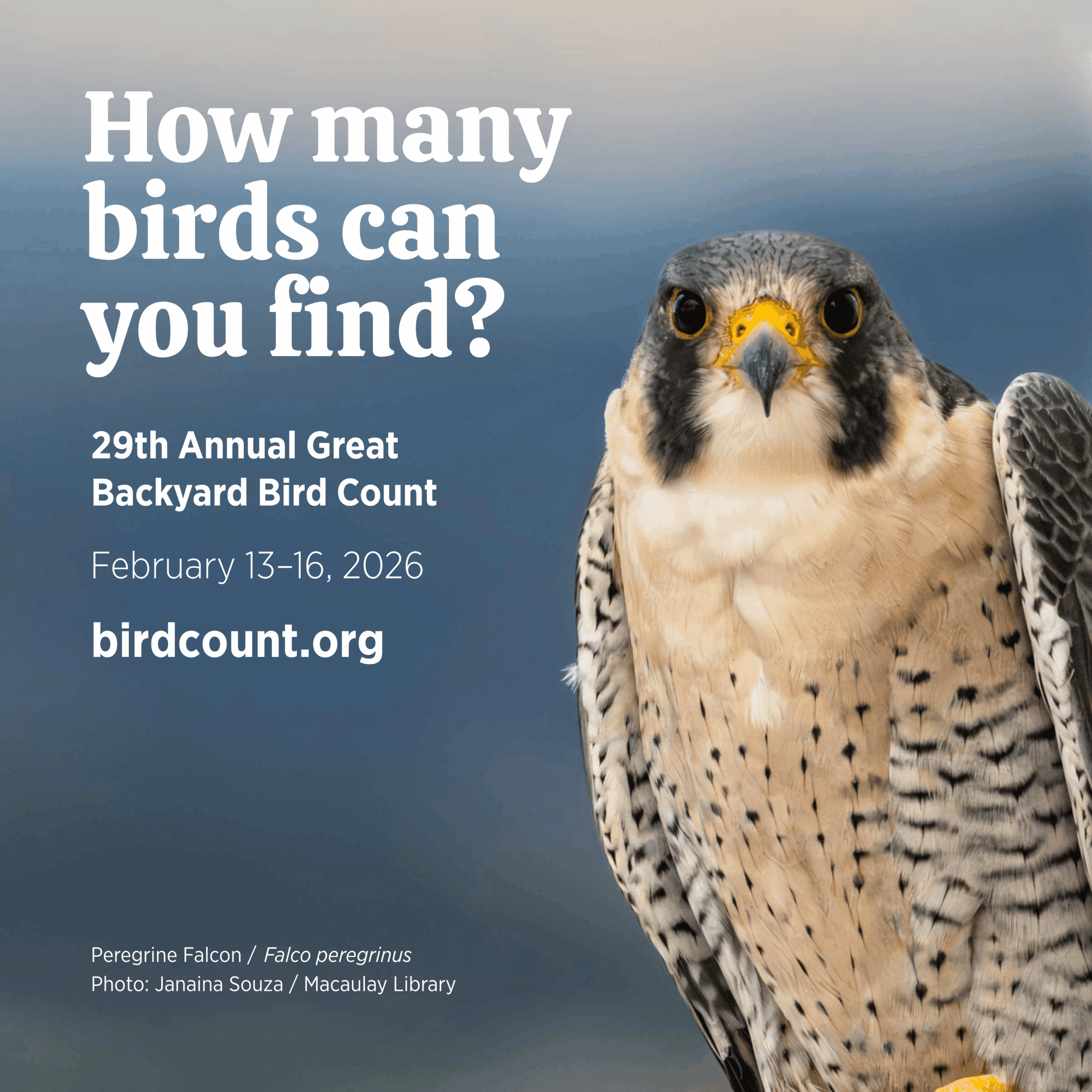 Great Backyard Bird Count