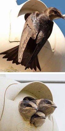 Kitsap Audubon General Monthly Meeting - March