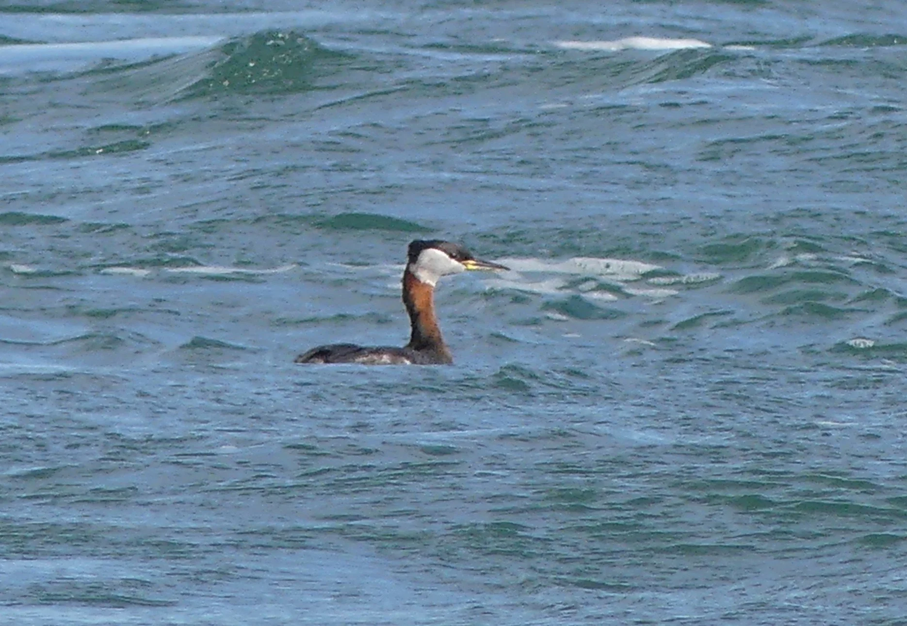 red-necked grebe.JPG