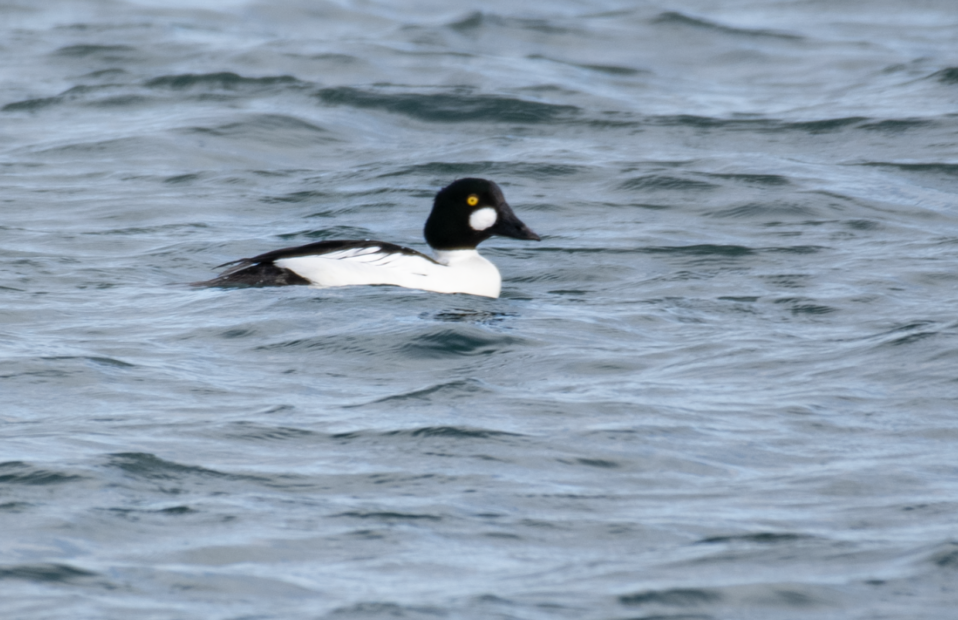 Photo by Ranjit Mulgaonkar