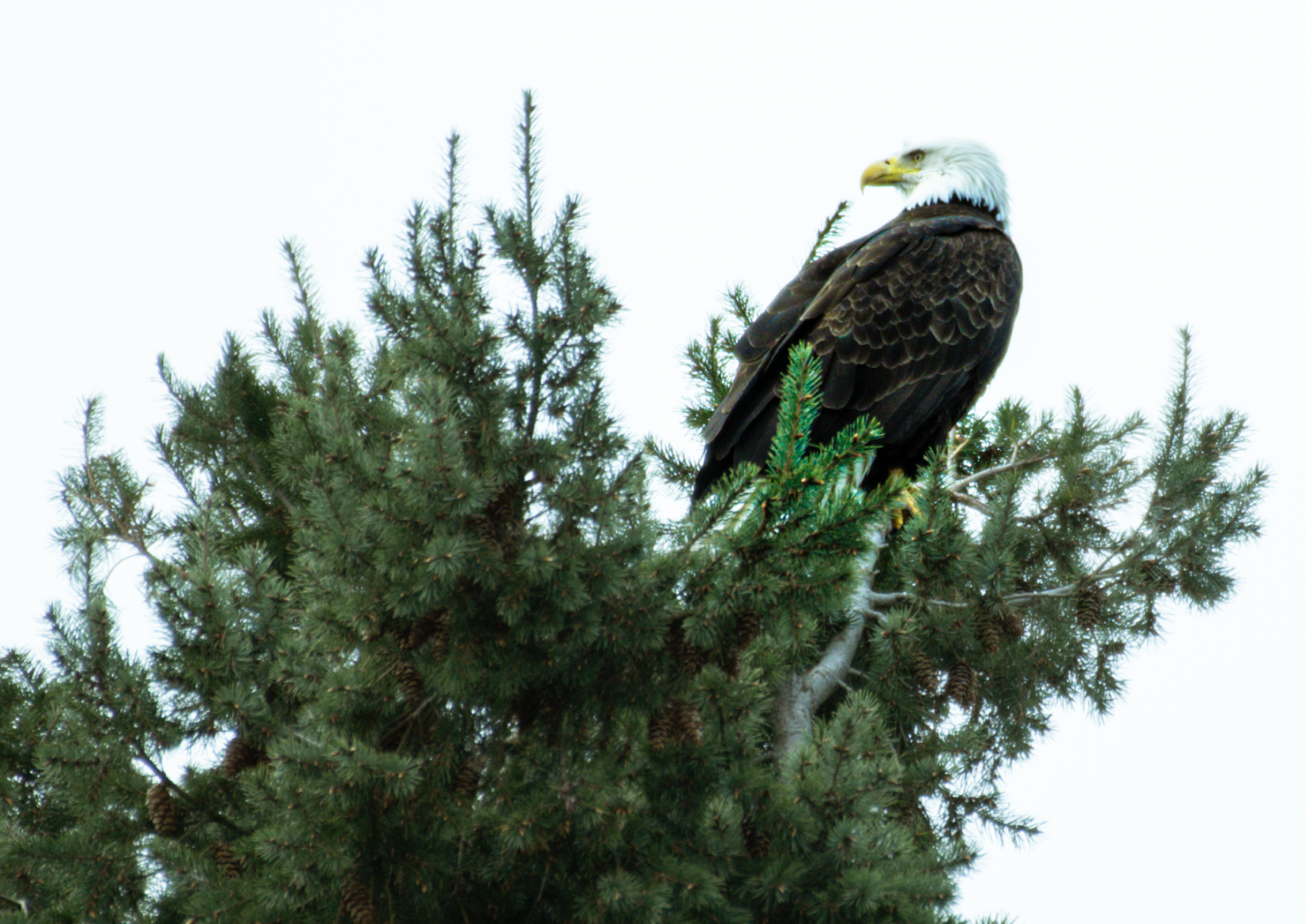Photo by Ranjit Mulgaonkar