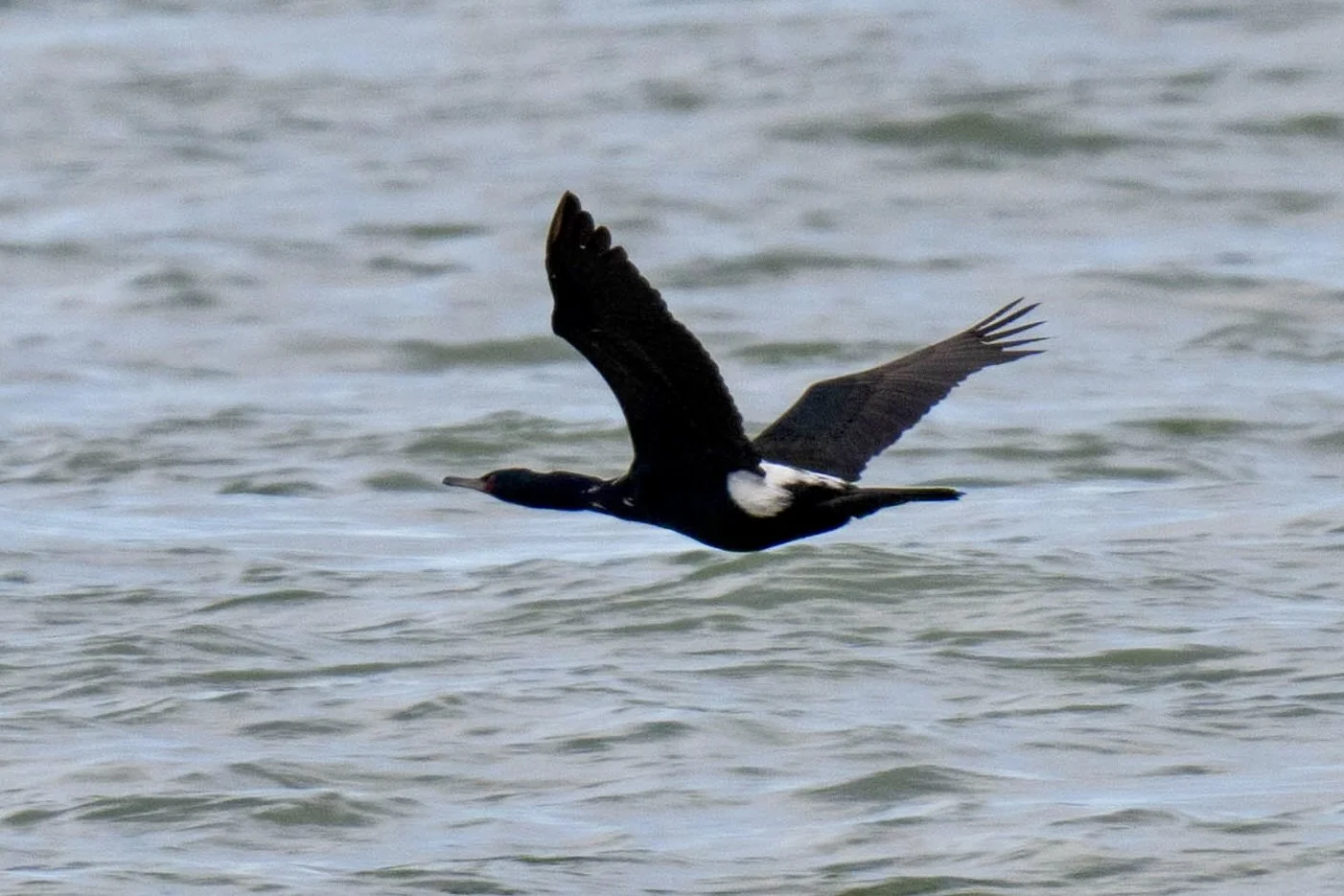 Photos by Suzanne Self