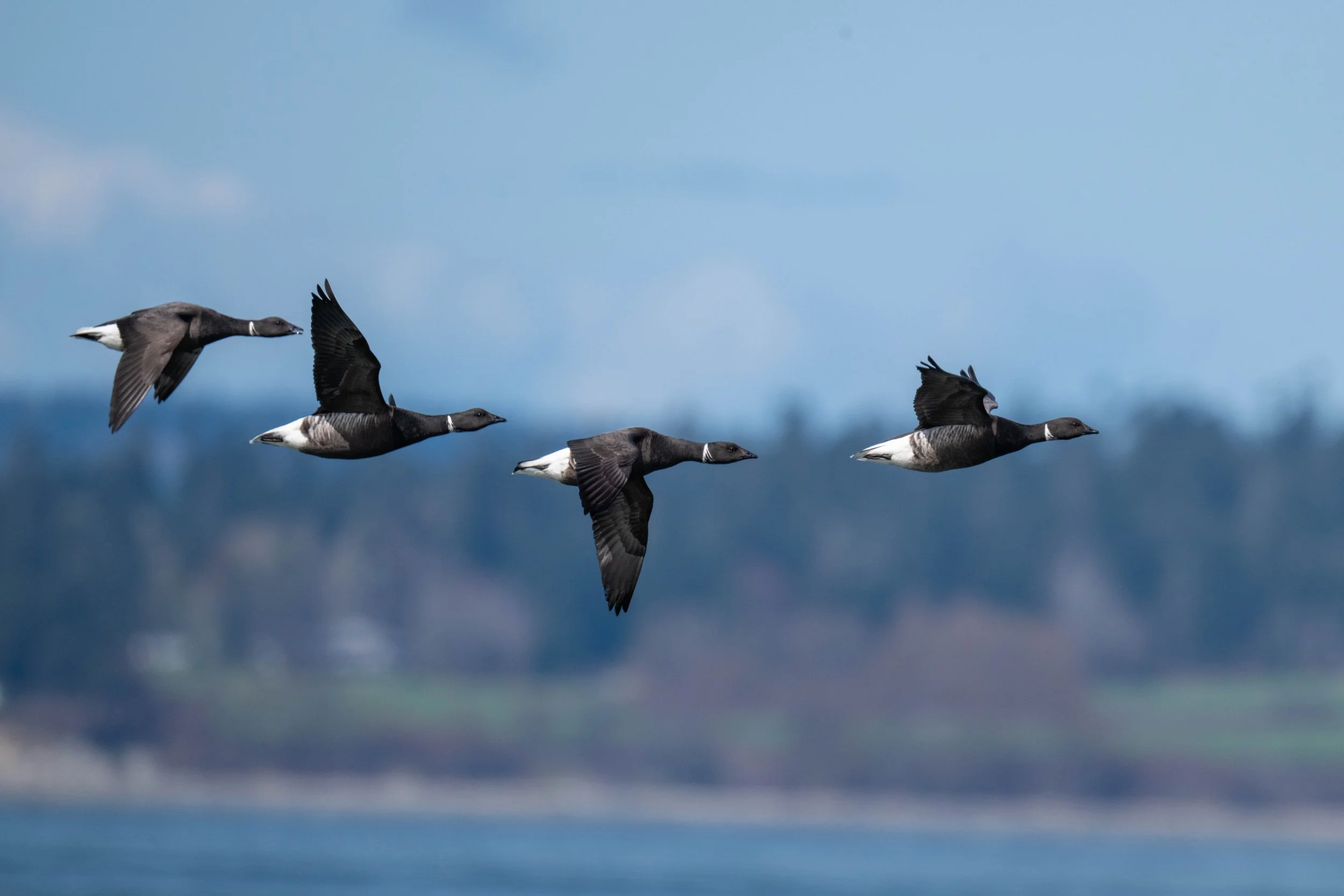 Photos by Suzanne Self