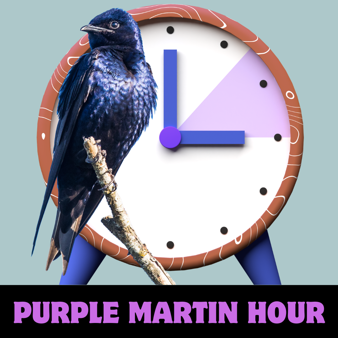 Purple Martin Hour