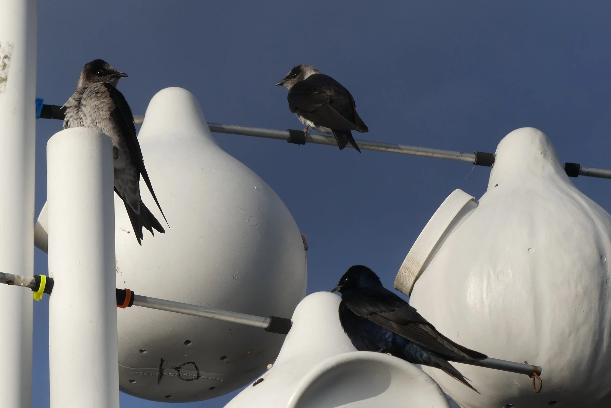 May’s Purple Martin Hour at Oyster Plant Park