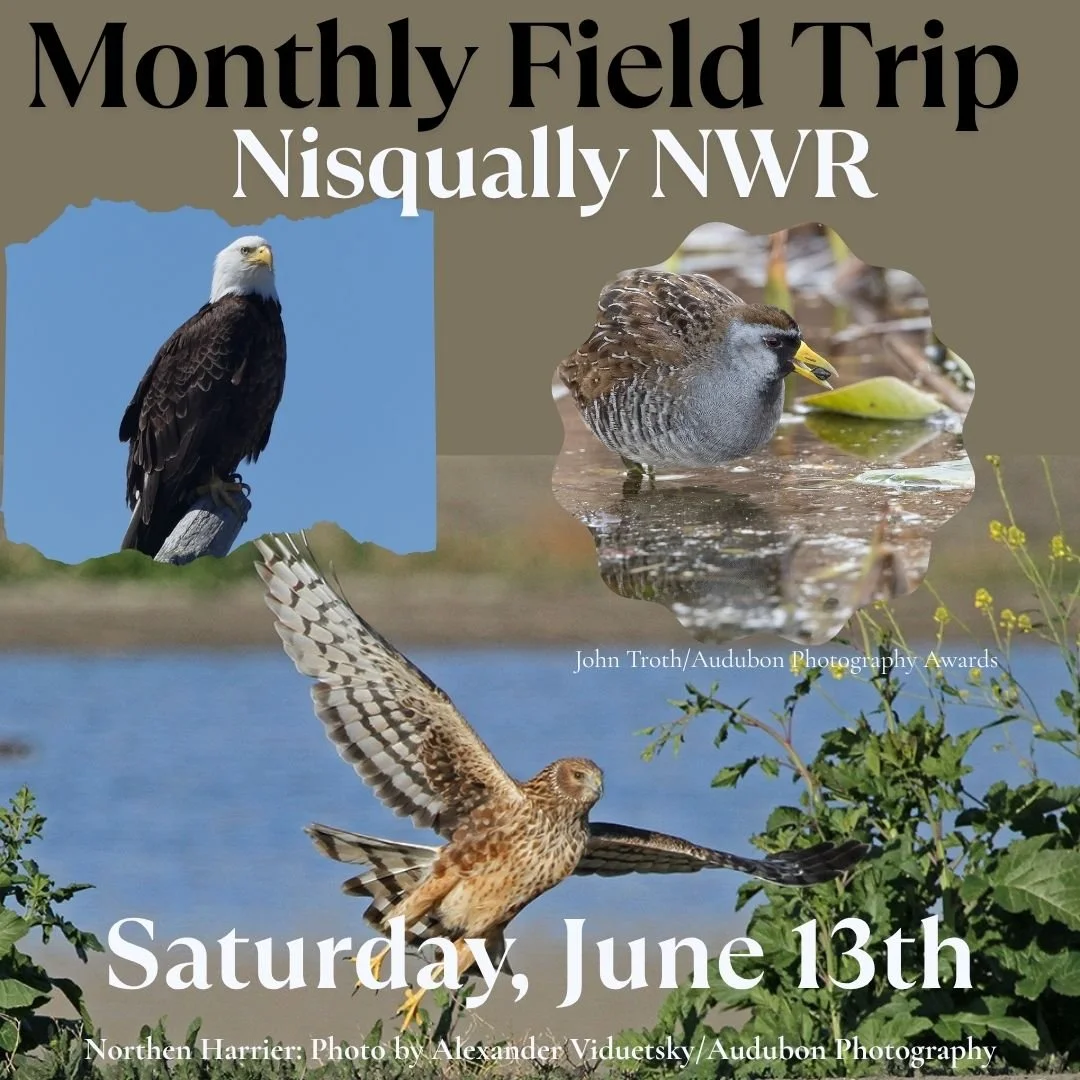 Spring Birding at Billy Frank-Nisqually NWR