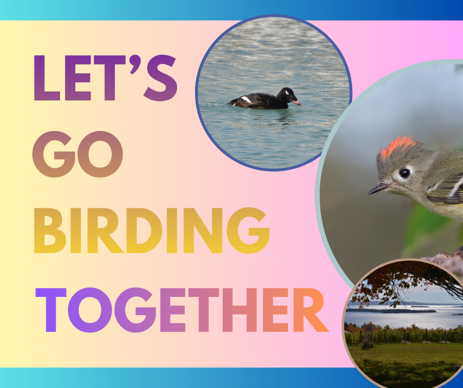 Let's Go Birding Together: Port Gamble Circuit