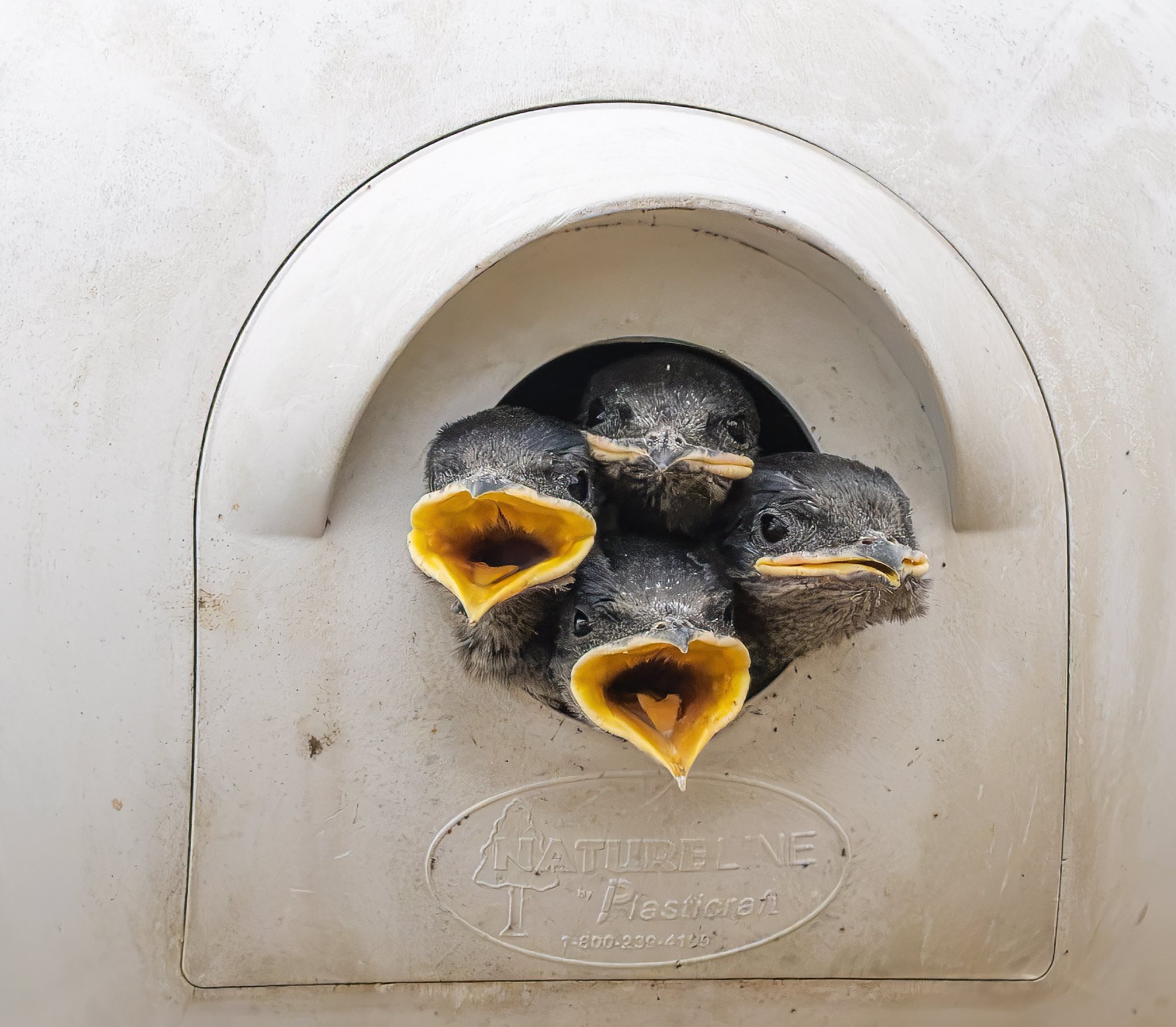 Last Purple Martin Hour of 2026