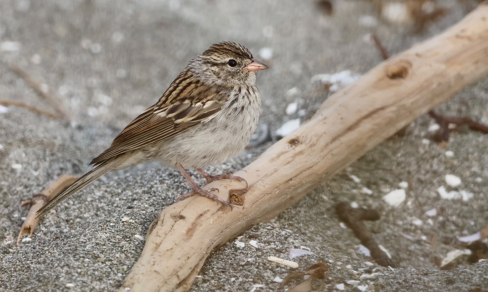  ( Spizella passerina &nbsp;(Chipping Sparrow), Photo by Nick Park) 