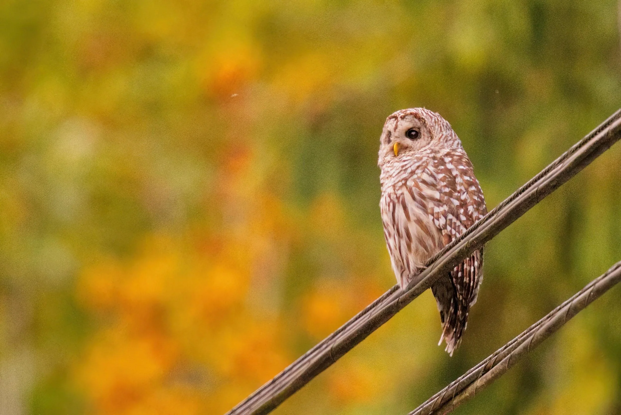  ( Strix varia &nbsp;(Barred Owl), Photo by Kyle Elfman)&nbsp; 