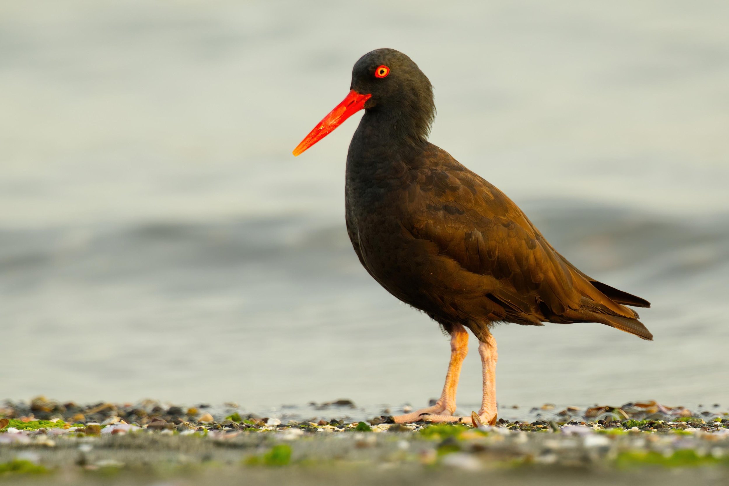  ( Haematopus bachmani &nbsp;(Black Oystercatcher), Photo by Kyle Elfman)    