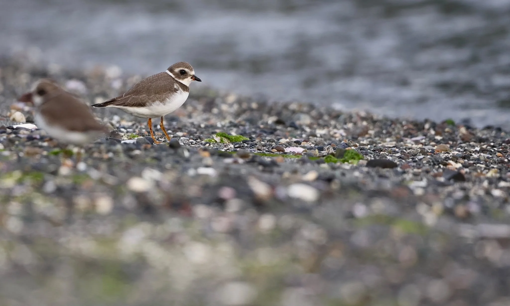  ( Charadrius semipalmatus  (Semipalmated Plovers) ,  Photo by Nick Park) 