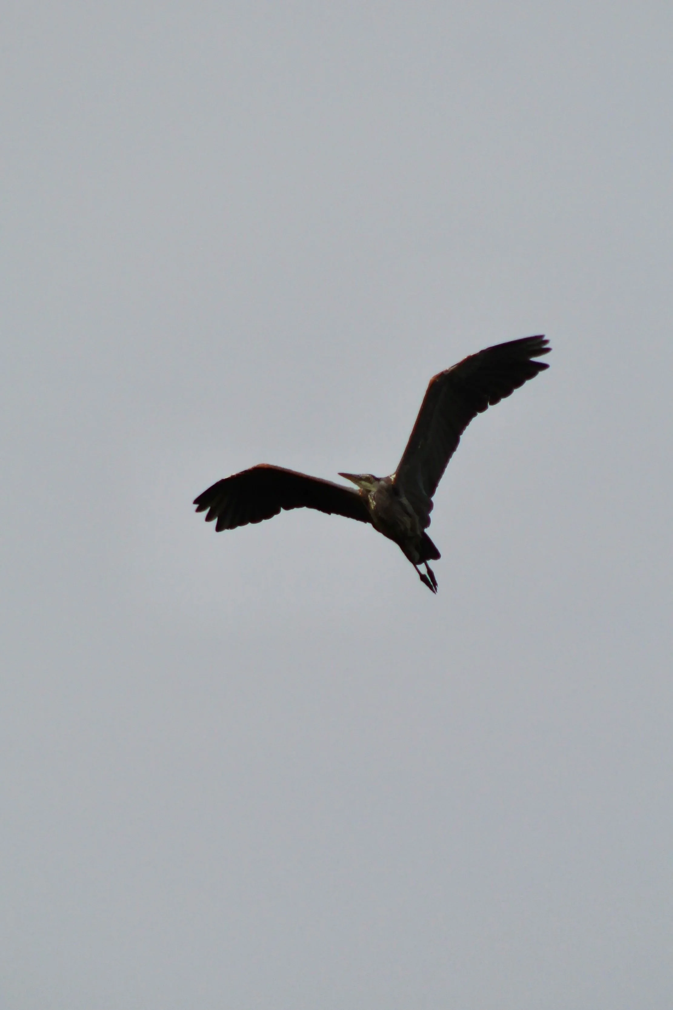  ( Ardea herodias &nbsp;(Great Blue Heron), Photo by Isabel Schutz) 