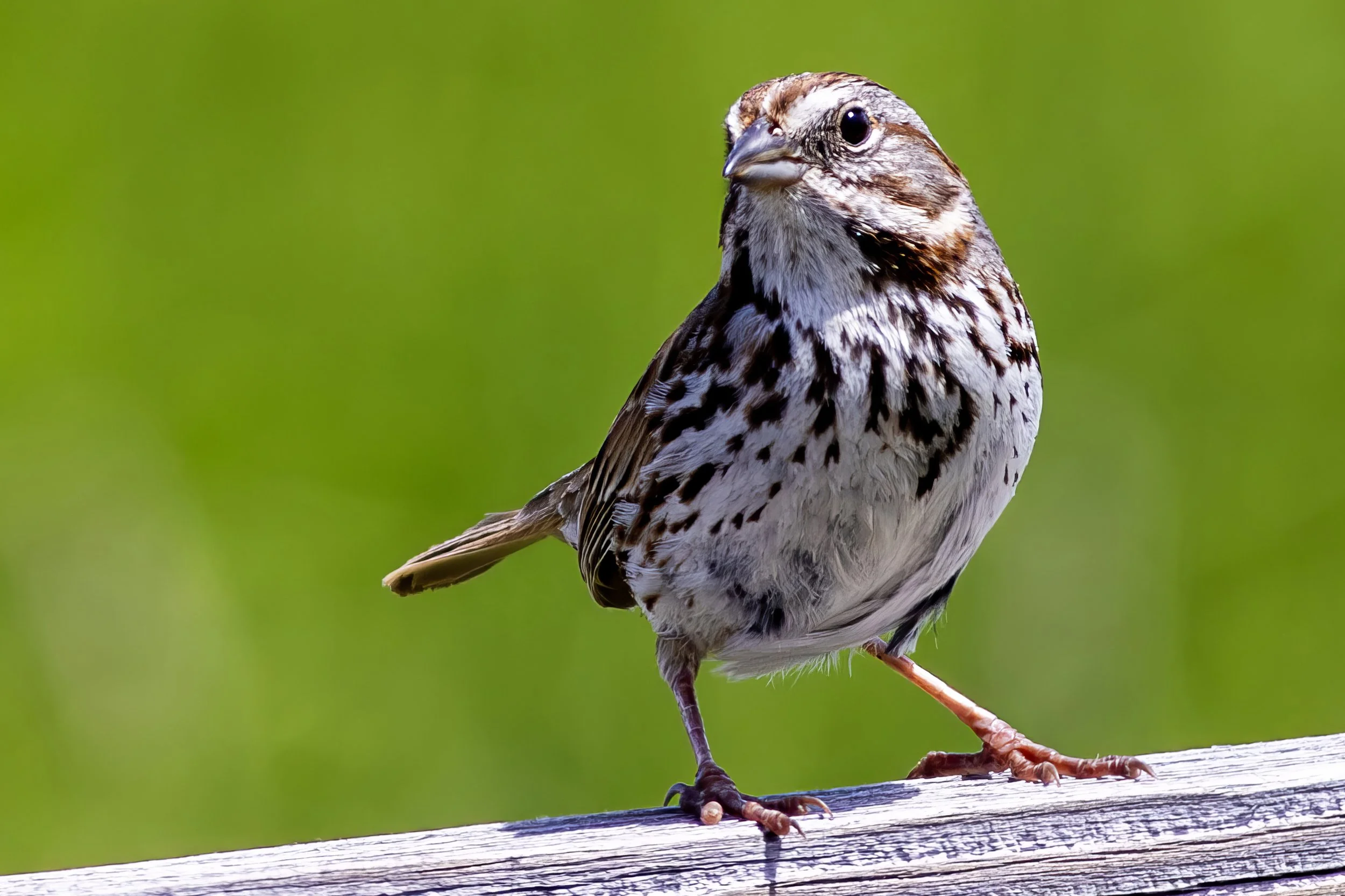 Song Sparrow Eastern