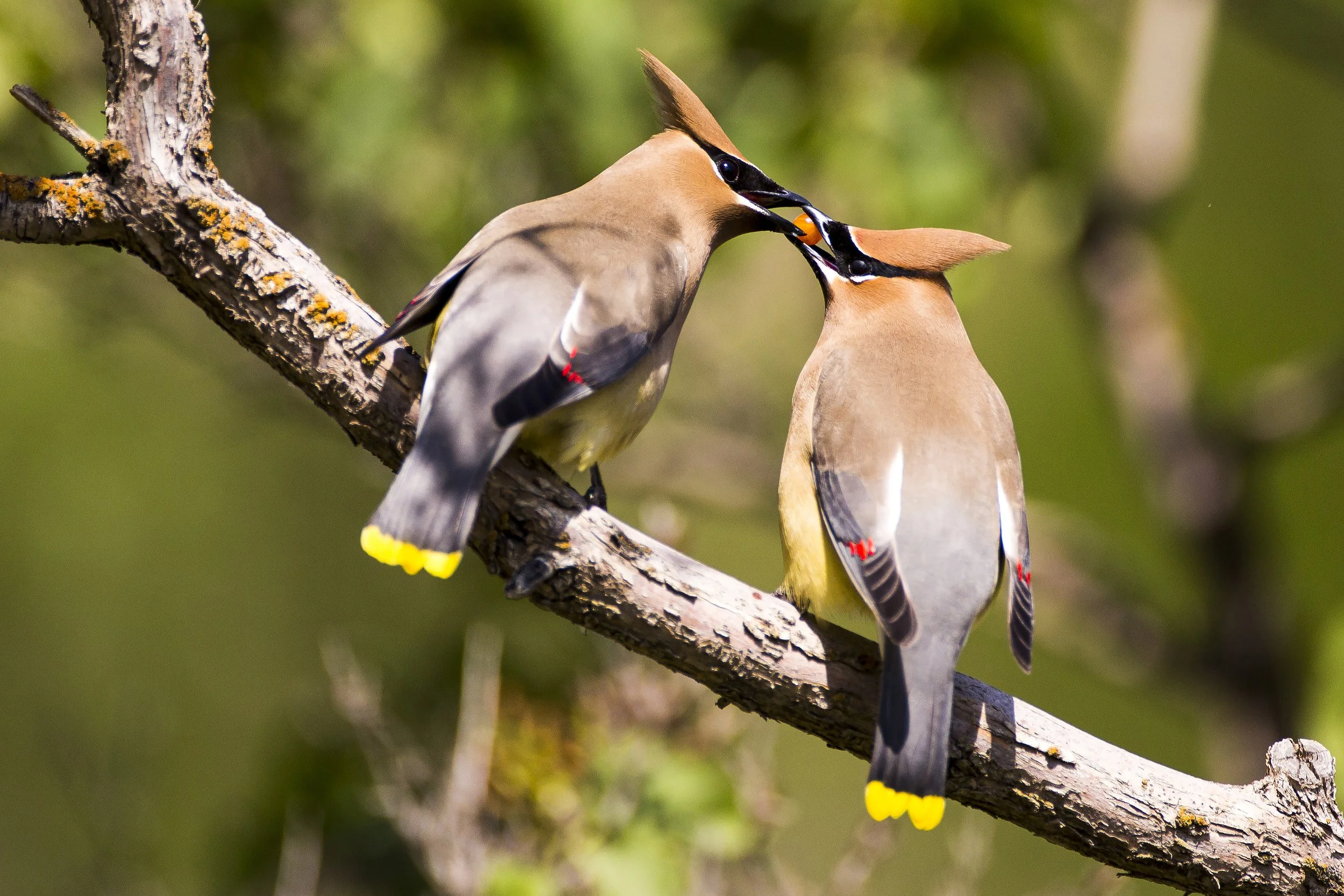 Pair of Cedar Waxwing birds sharing a berry