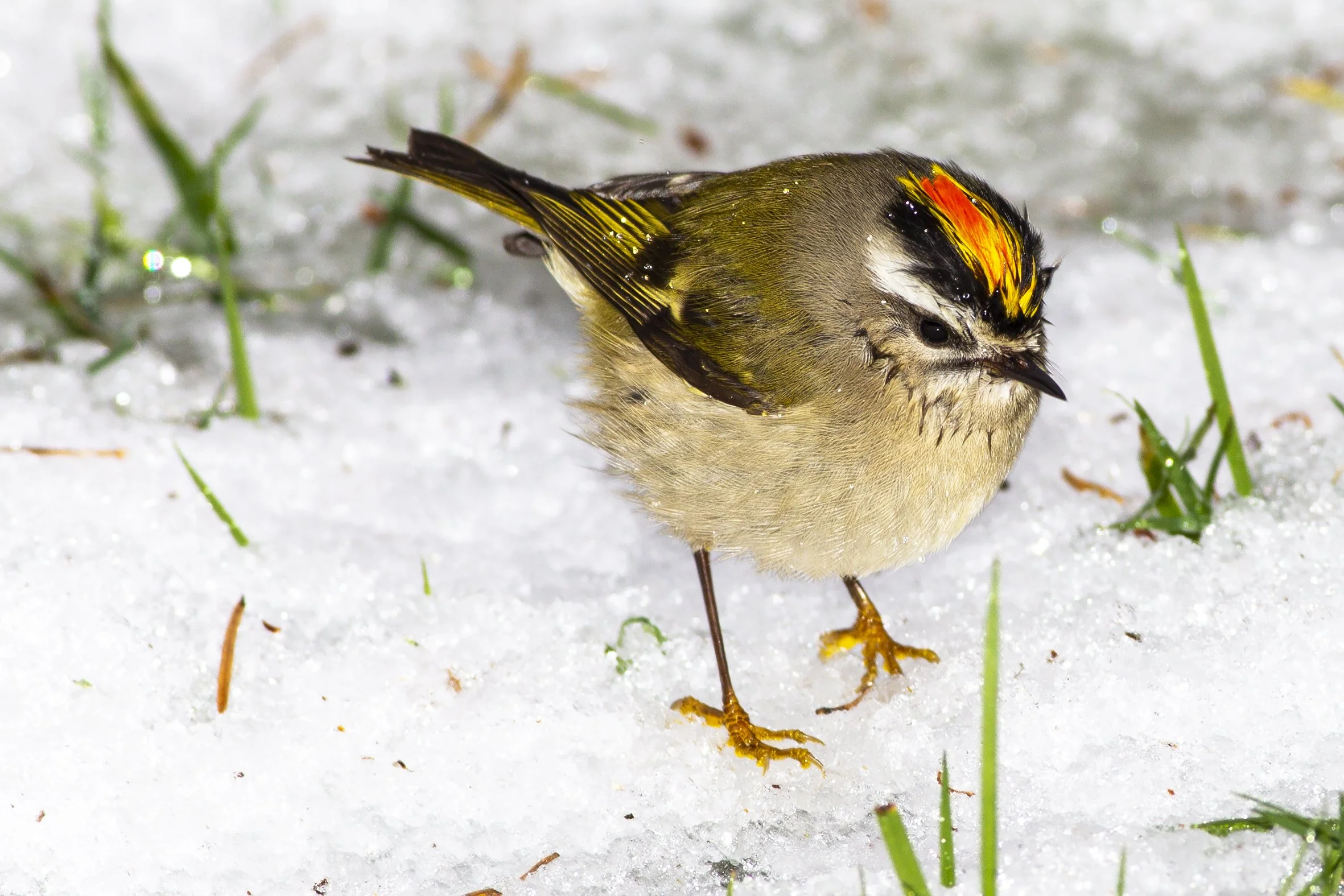 Image from Janine Schutt