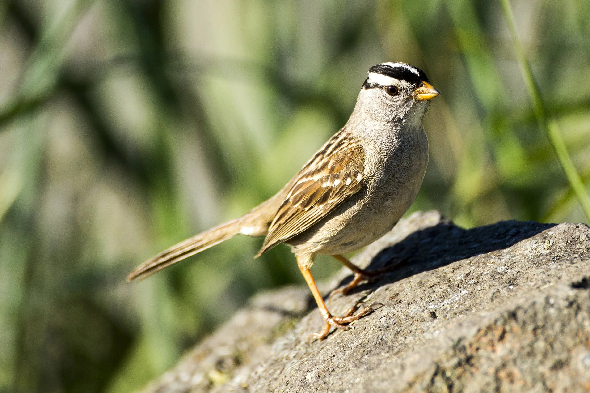 A White-crowned Sparrow on a rock