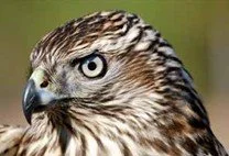 Image of Northern Goshawk