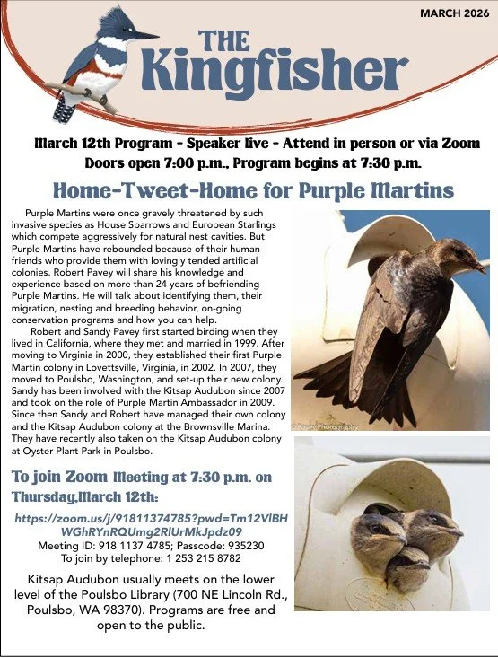 2026 newsletter titled "The Kingfisher" featuring a kingfisher bird perched on a branch. The newsletter announces a January 8th virtual program about Washington's diurnal raptors, led by ornithologist Jeff Birek. It provides details on the event's Zoom link, meeting ID, and passcode, and mentions the winter cancellations for meetings due to weather. The layout includes text information and a picture of a kingfisher bird.