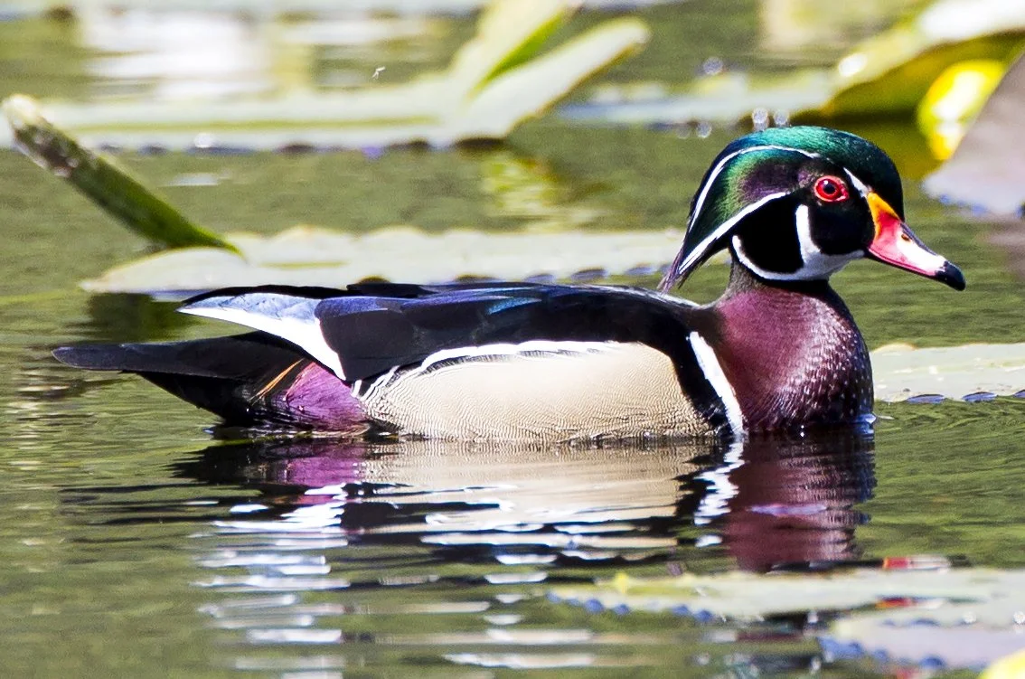 Image of wood duck by Janine Schutt