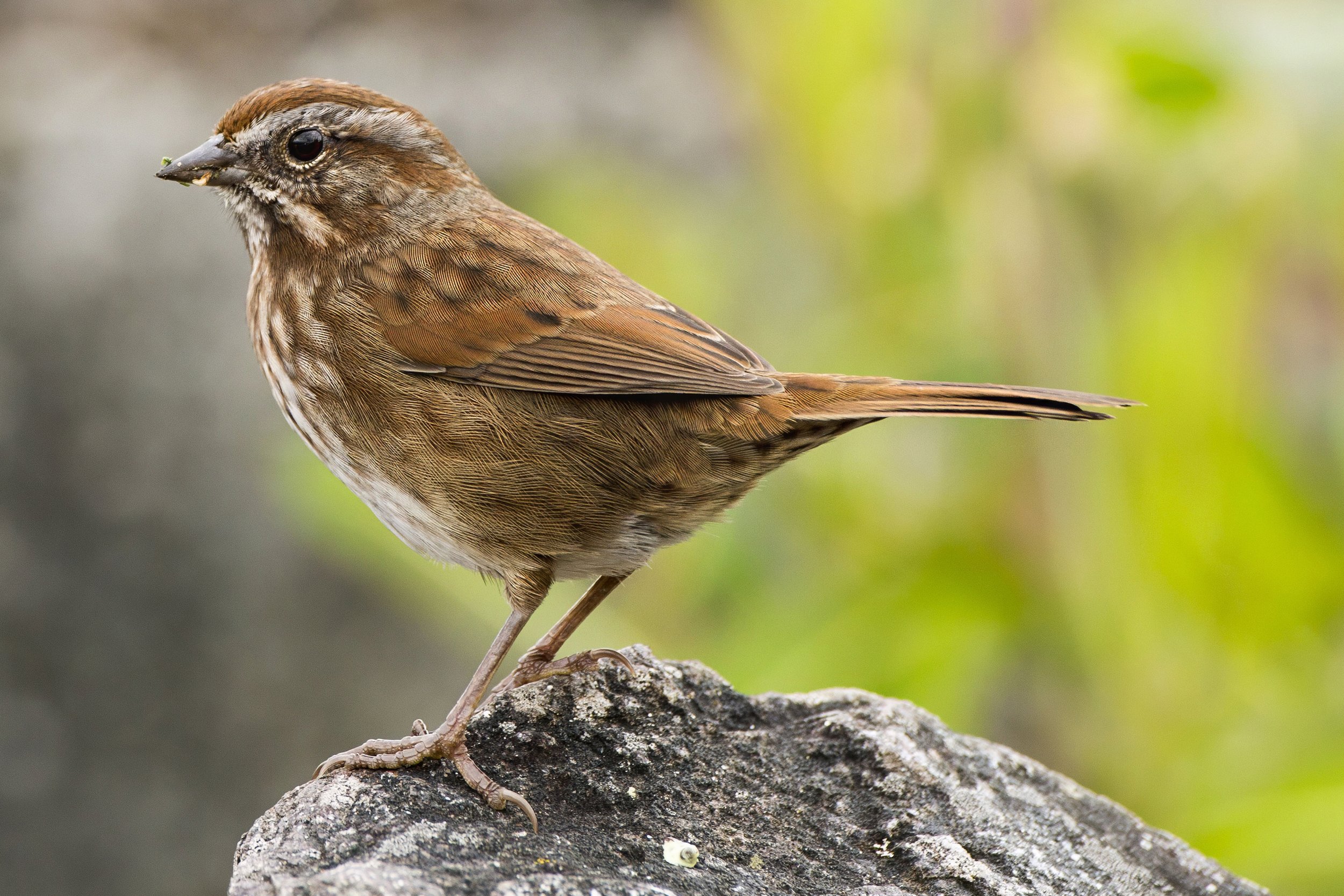 Song Sparrow Pacific NW