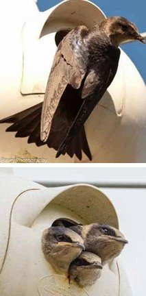Image of Purple Martin chicks in a nest gourd.