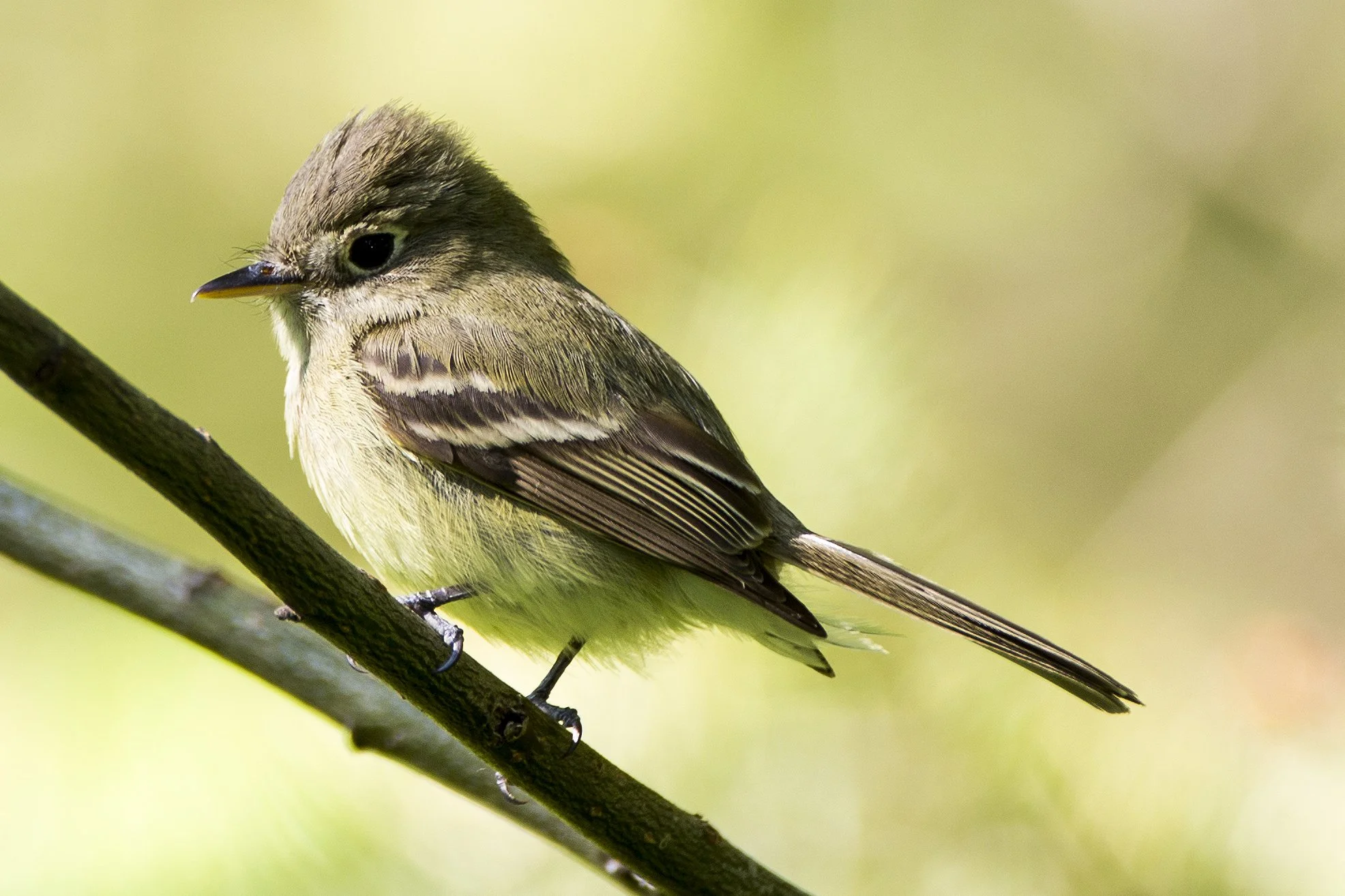Pacific-slope flycatcher on branch.jpg