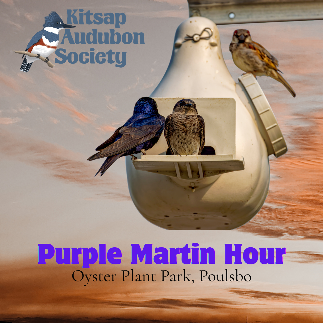 Purple Martin Hour — Kitsap Audubon Society