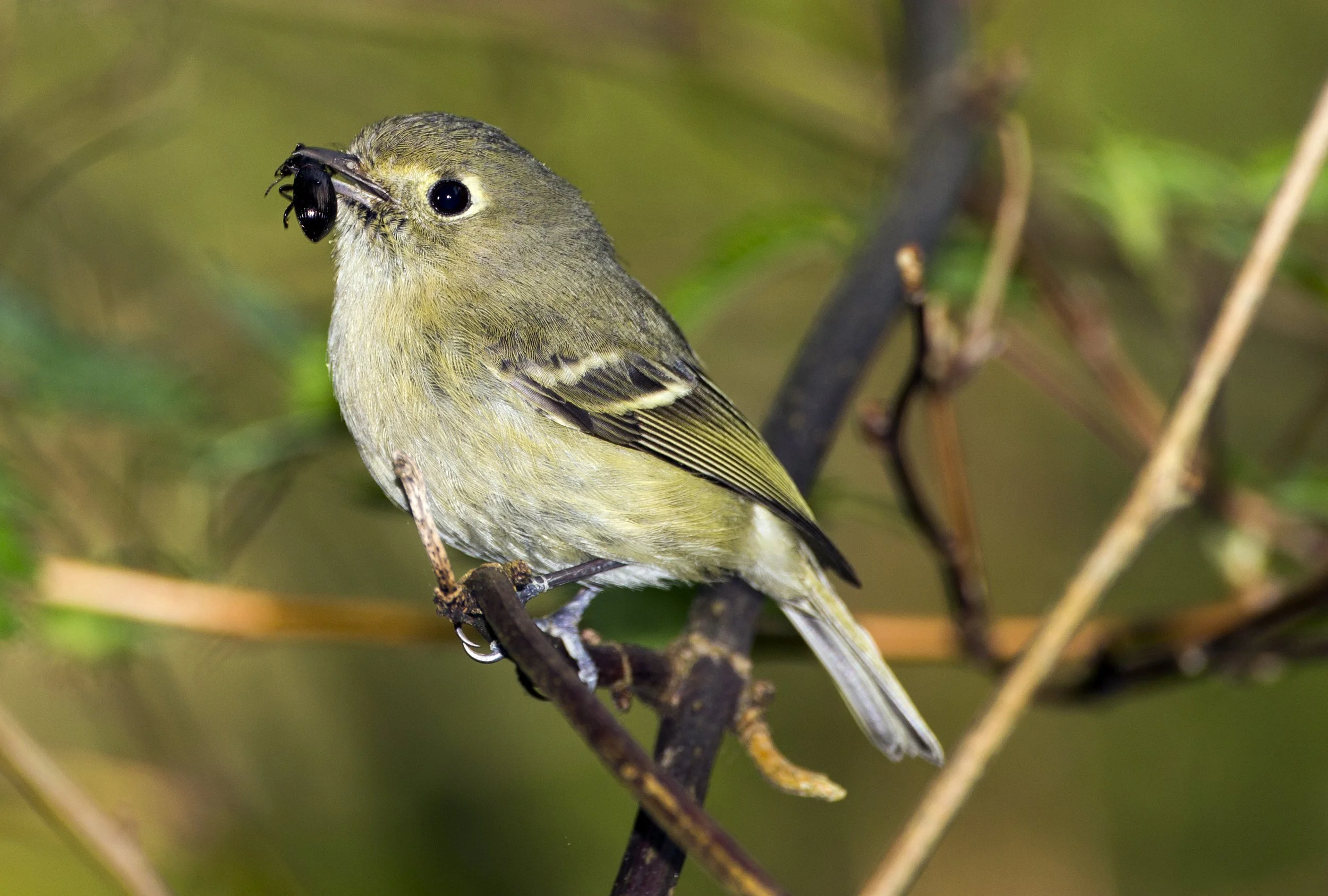 Hutton's vireo with a beetle in its beak