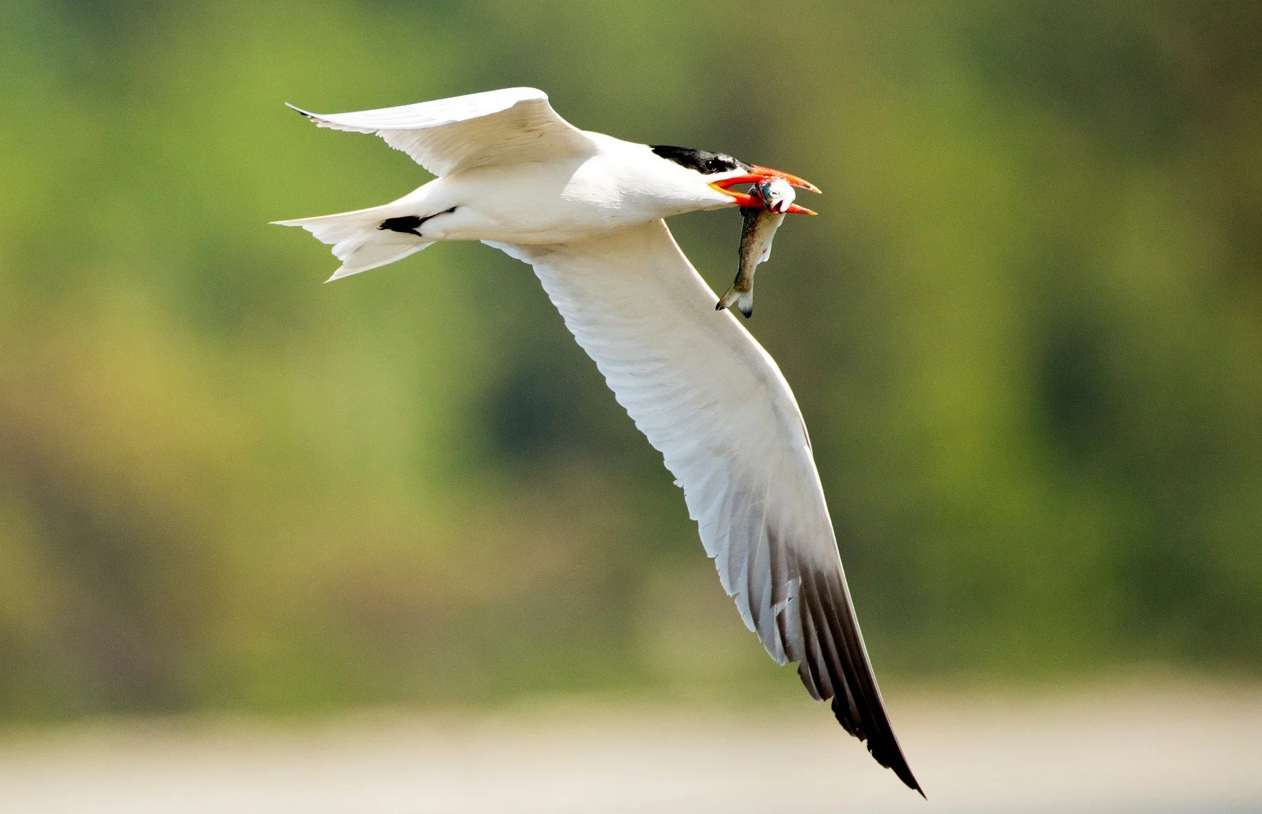 Image of a Caspian tern in flight with fish in beak