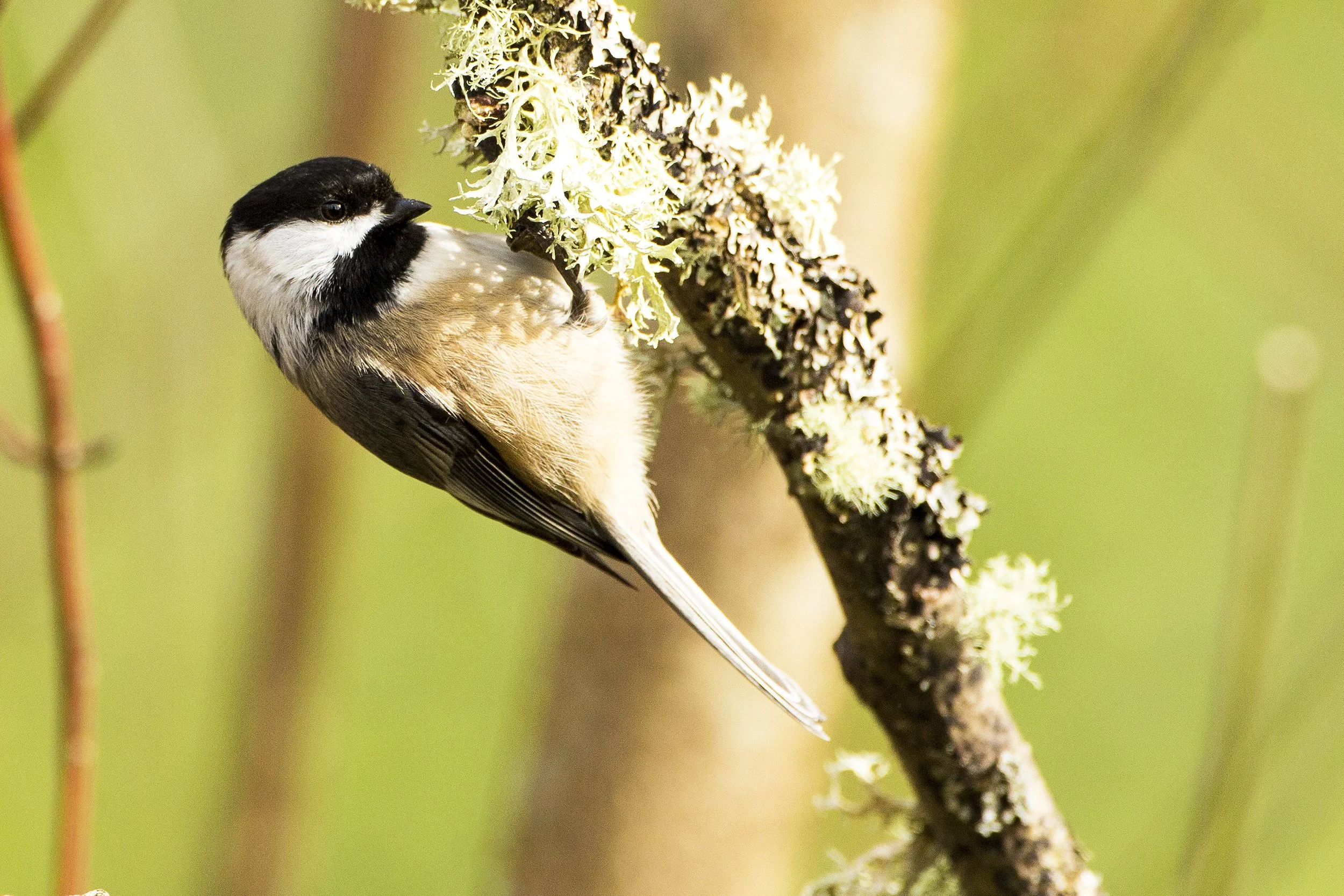 Black-capped chickadee.jpg