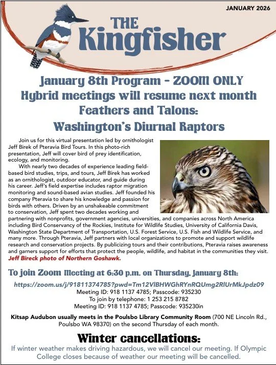 January 2026 newsletter titled "The Kingfisher" featuring a kingfisher bird perched on a branch. The newsletter announces a January 8th virtual program about Washington's diurnal raptors, led by ornithologist Jeff Birek. It provides details on the event's Zoom link, meeting ID, and passcode, and mentions the winter cancellations for meetings due to weather. The layout includes text information and a picture of a kingfisher bird.