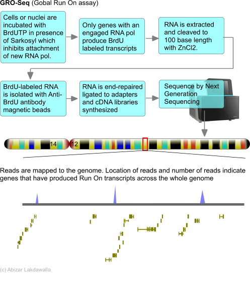 GRO-Seq.png