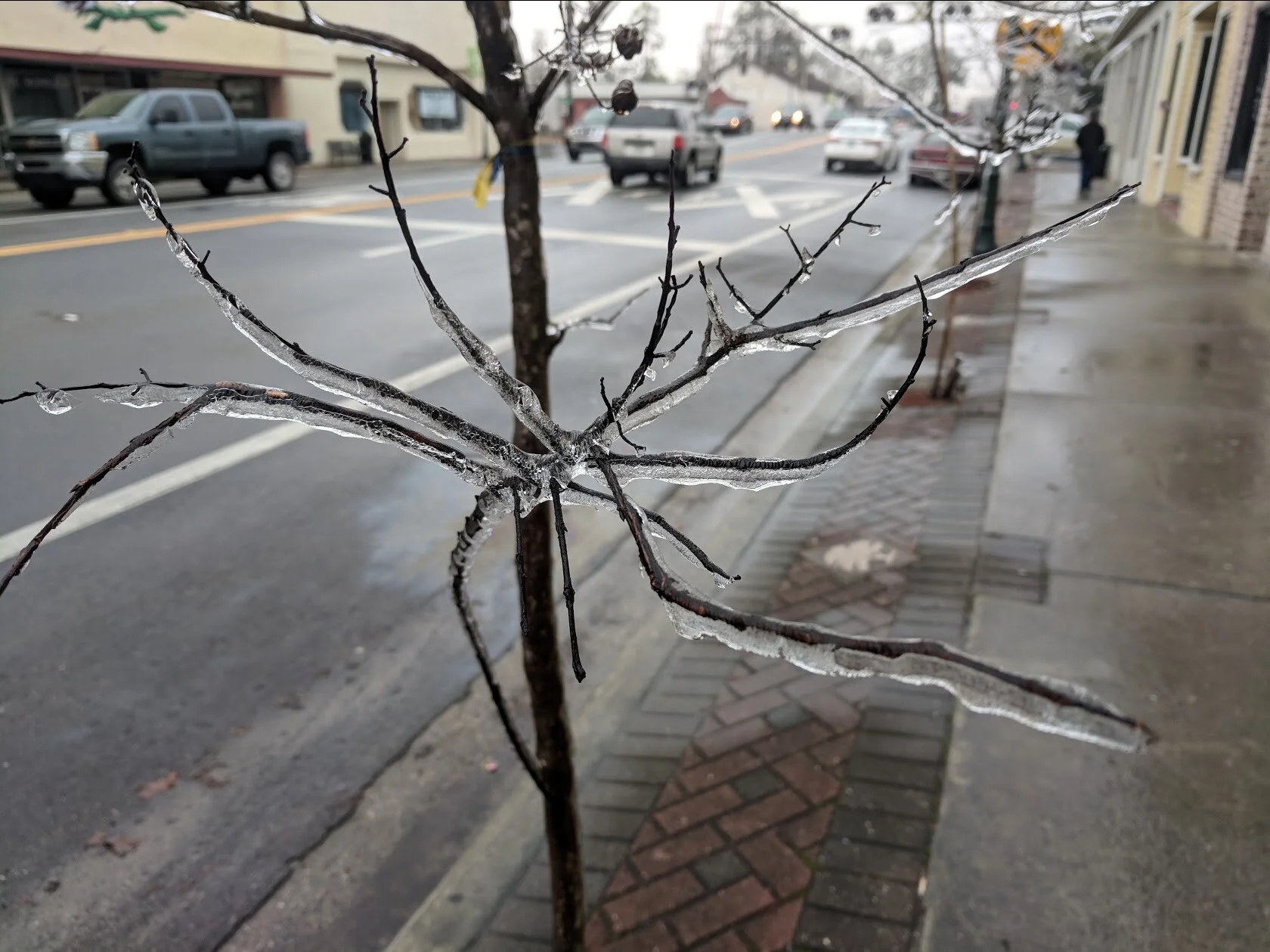 An icy tree outside our Live Oak office.