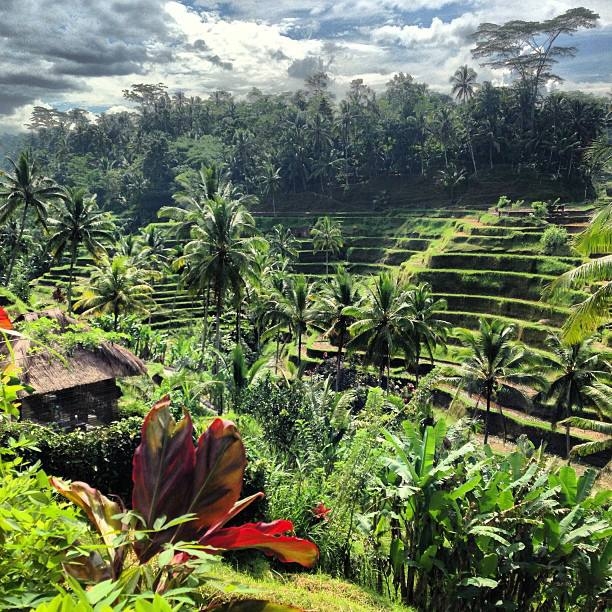 Bali rice fields.jpeg