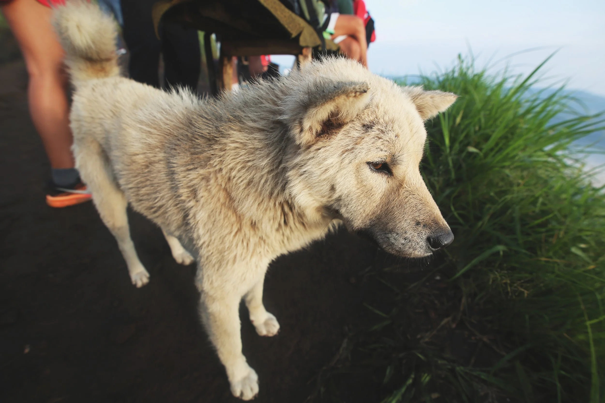 J82A3153-Wolf dogJPG.JPG