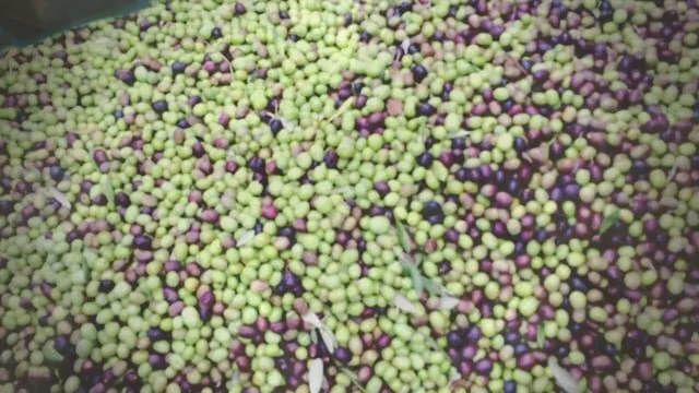 Olio d'oliva extra virgine 2013