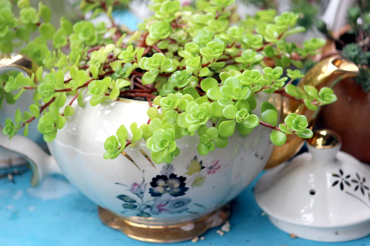 Using all of the Herd; Repurposed Teapots — The English Teacup Shop