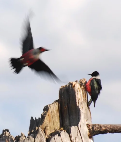Lewis's Woodpecker