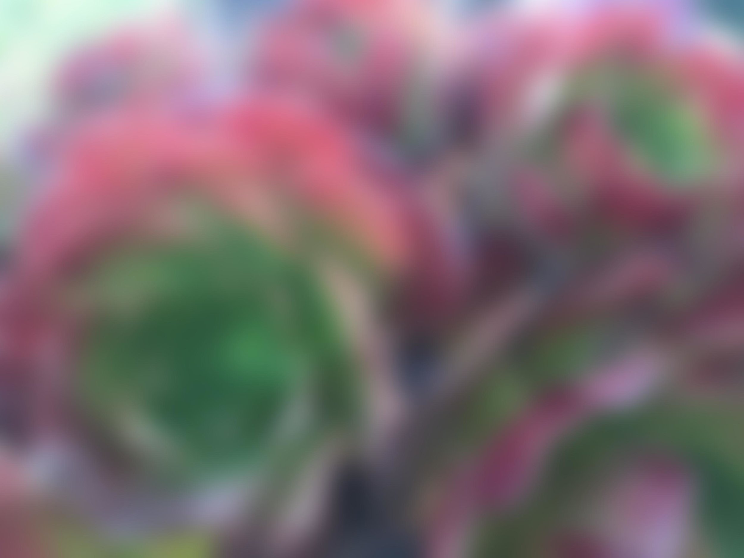 succelnt blur alt.jpg
