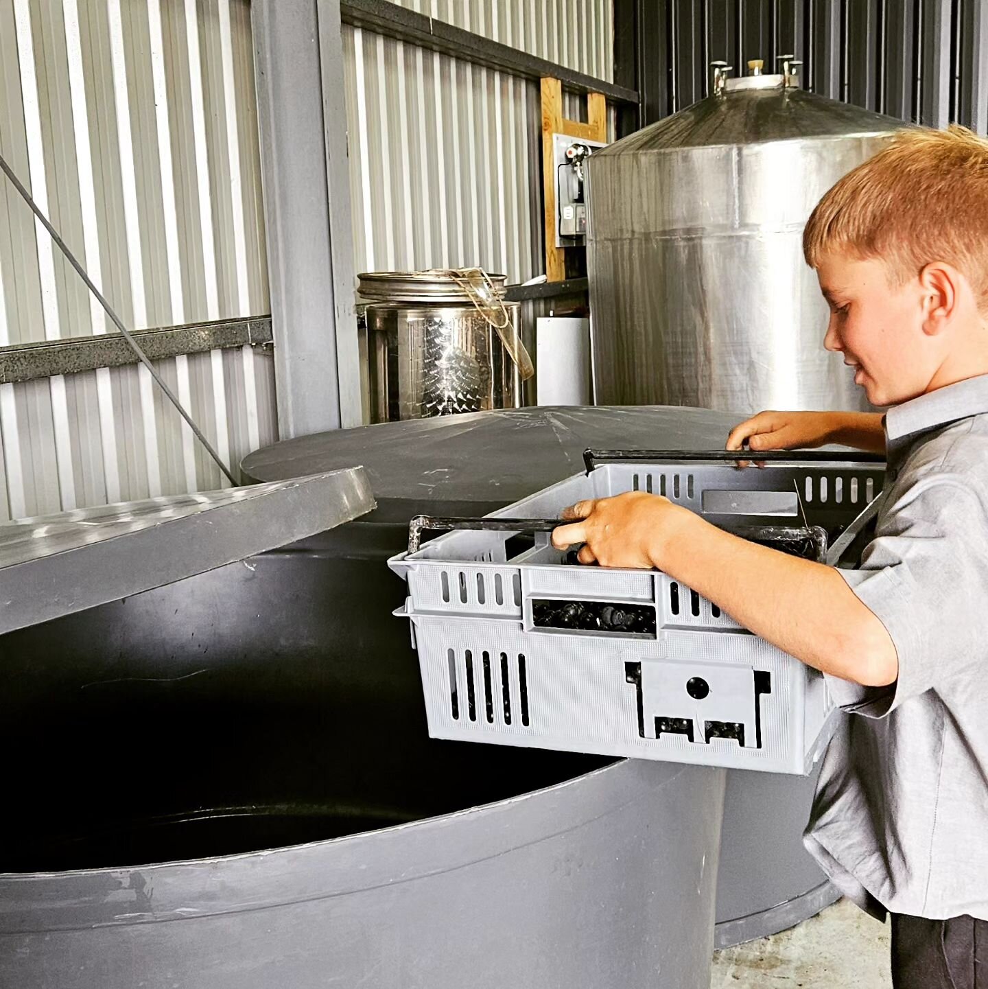 Some after school help! Tipping gamay bunches into the fermenter. Thanks Ralph 

#easthopefamilywinegrowers #finewine #hawkesbaywine #nzfinewine #gamay #ralph #easthopeboys #afterschool #helper #winery #cellarhand #winemaking #hbwine #fermenter