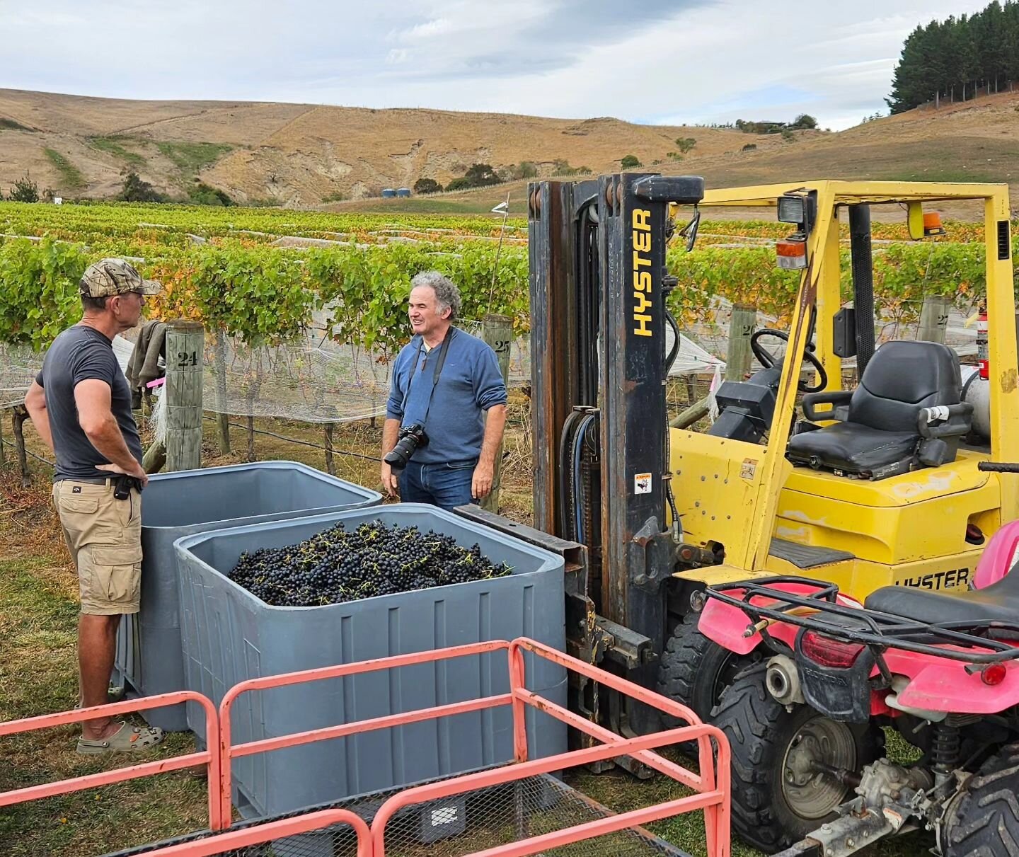 It's all go! Chit chat in the vines. 
Picking 2024 'Home Block' Syrah.
@rich.brim 

#harvest #syrah #easthope #photography #photo #busy #hawkesbaywine #nzv24 #hawkesbaynz #hawkesbaywine #hbwine #wine #finewine #picking #homeblock #home